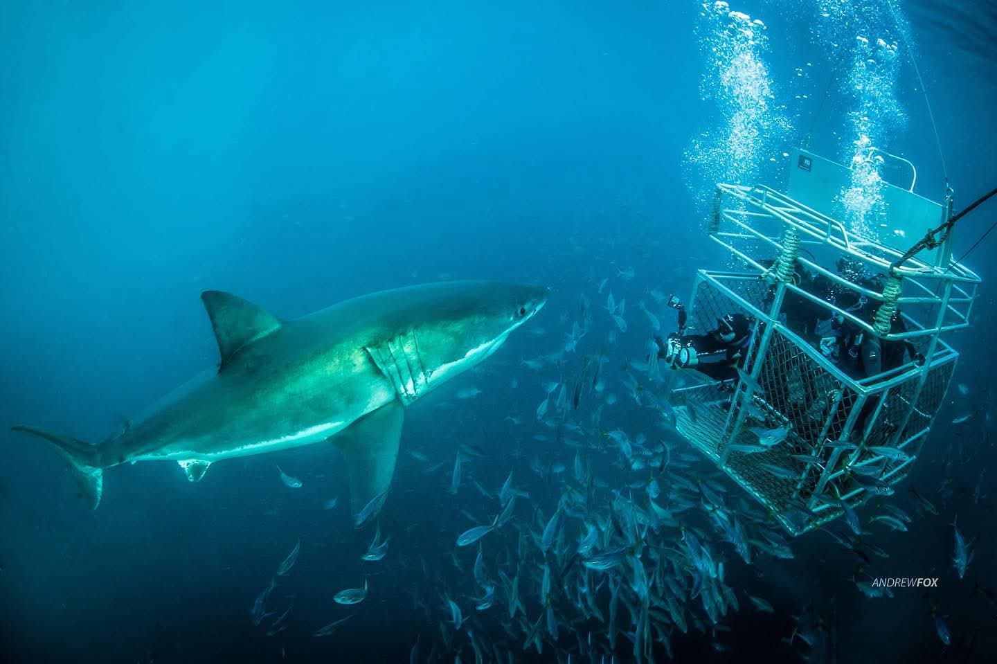 Great White shark approaching an ocean-floor cage at the Neptune Islands