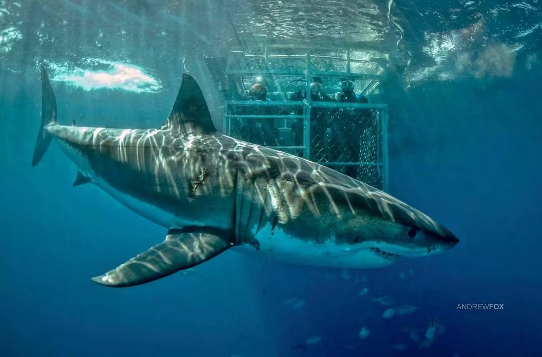 Great White shark swimming beside a cage