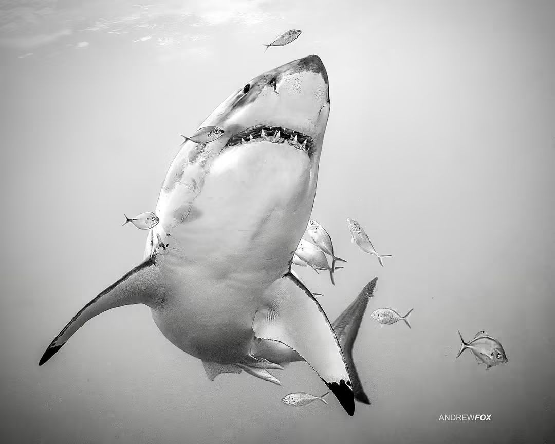 Great White shark underwater